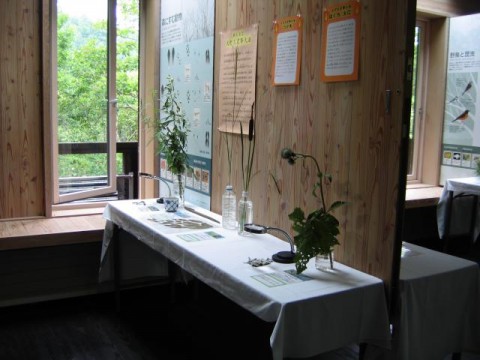 あかりに利用された植物標本の展示